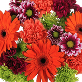Sunny Days Flower Bouquet Fresh Mixed Arrangement Pack