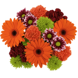 Sunny Days Flower Bouquet Fresh Mixed Arrangement Pack