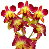 Yellow Sonia Orchids Bunches – Fresh Cut Flowers