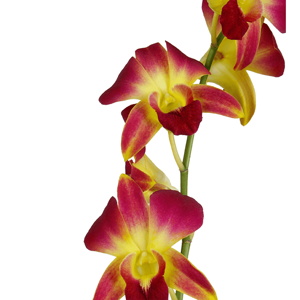 Yellow Sonia Orchids Bunches – Fresh Cut Flowers