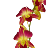Yellow Sonia Orchids Bunches – Fresh Cut Flowers