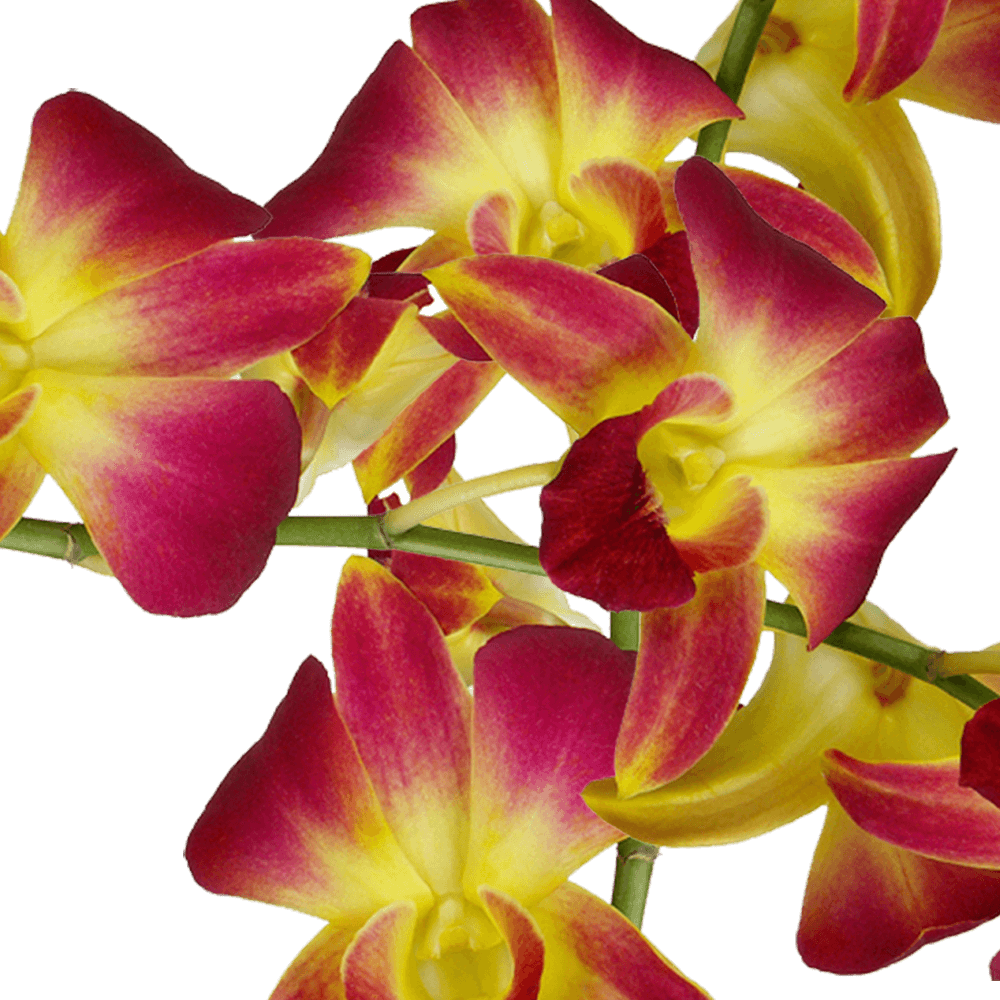 Yellow Sonia Orchids Bunches – Fresh Cut Flowers