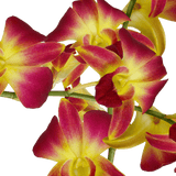 Yellow Sonia Orchids Bunches – Fresh Cut Flowers