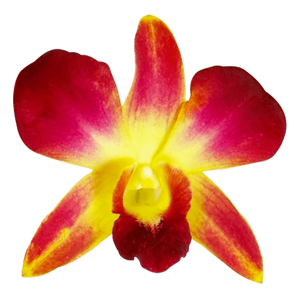 Yellow Sonia Orchids Bunches – Fresh Cut Flowers