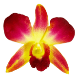 Yellow Sonia Orchids Bunches – Fresh Cut Flowers
