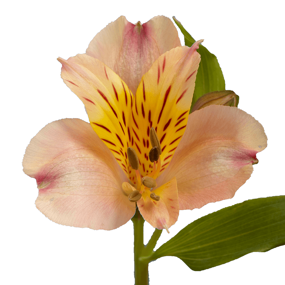 Orange Alstroemeria Stems Flower Bouquets