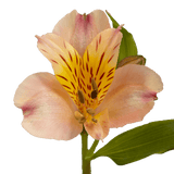Orange Alstroemeria Stems Flower Bouquets