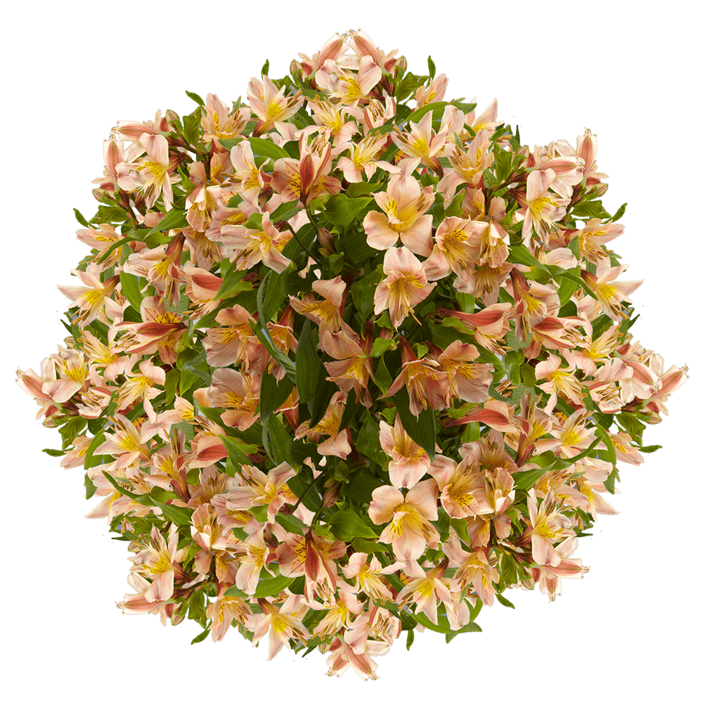 Orange Alstroemeria Stems Flower Bouquets