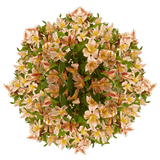 Orange Alstroemeria Stems Flower Bouquets