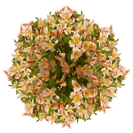 Orange Alstroemeria Stems Flower Bouquets