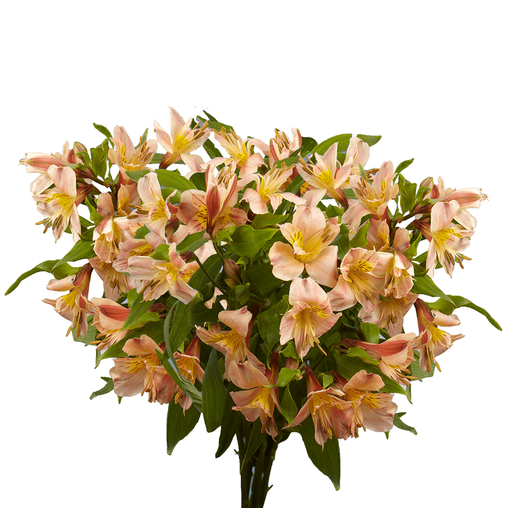 Orange Alstroemeria Stems Flower Bouquets