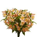 Orange Alstroemeria Stems Flower Bouquets