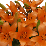 Orange Asiatic Lilies Fresh Cut Bulk Flowers