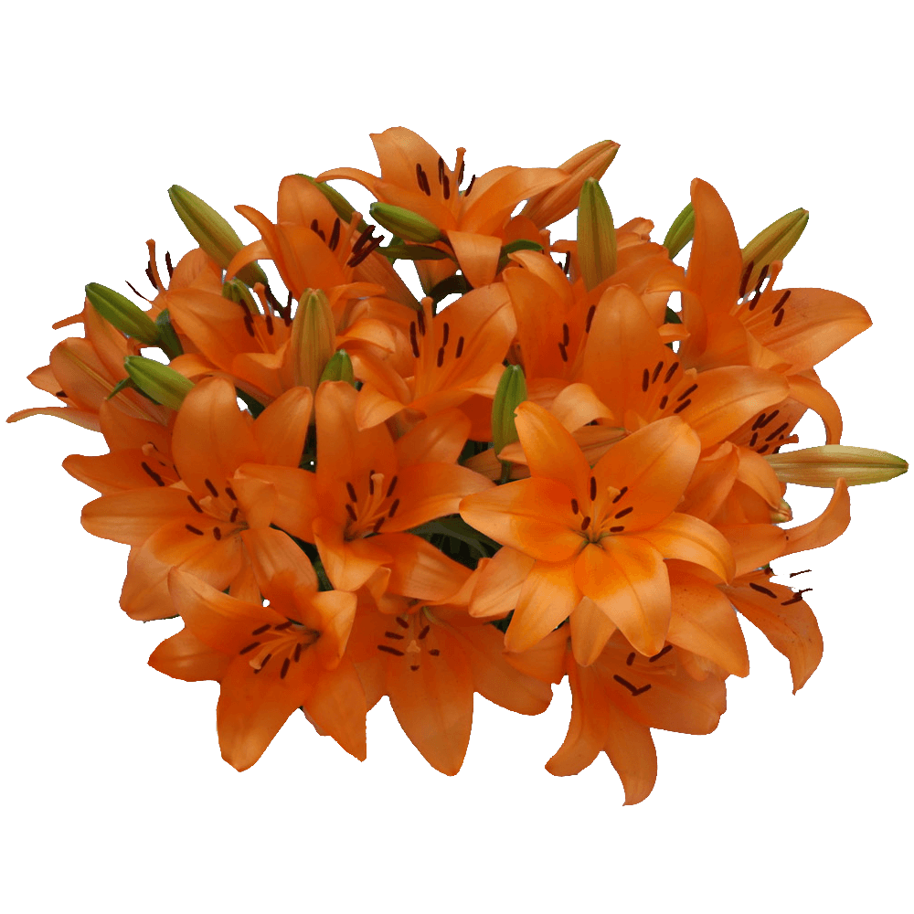 Orange Asiatic Lilies Fresh Cut Bulk Flowers