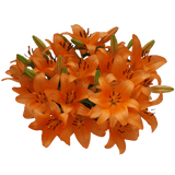 Orange Asiatic Lilies Fresh Cut Bulk Flowers