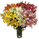 Fresh Cut Asiatic Lilies Mixed Colors Bulk Stems
