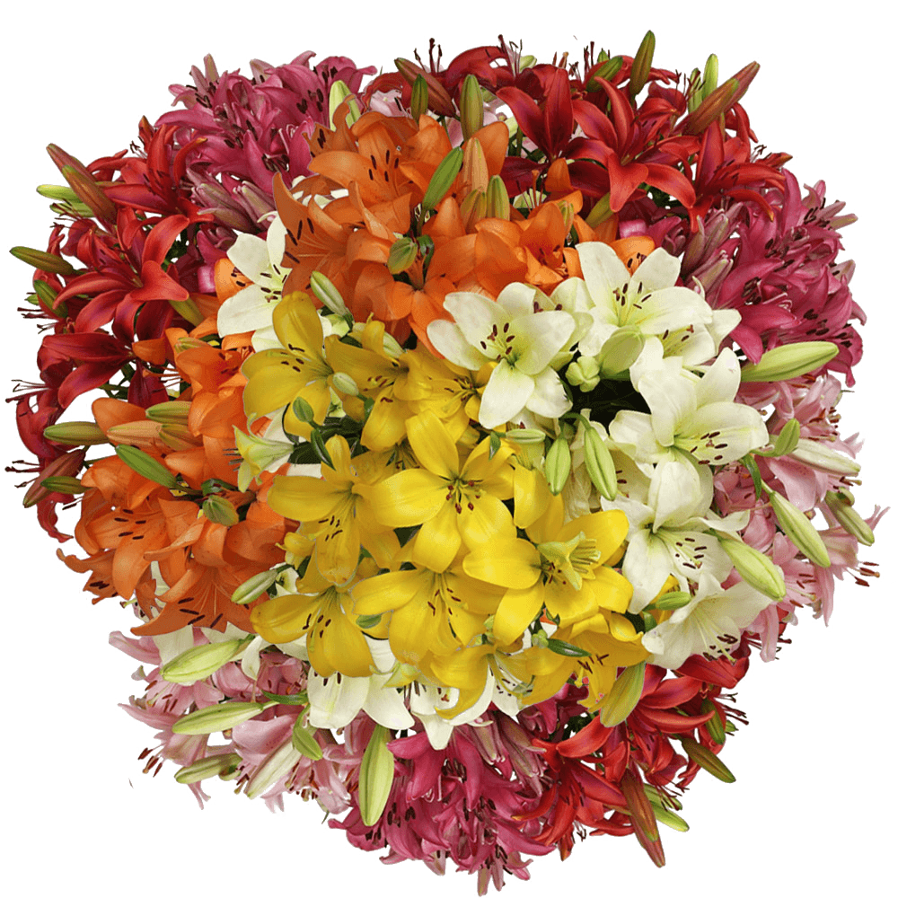 Fresh Cut Asiatic Lilies Mixed Colors Bulk Stems