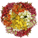 Fresh Cut Asiatic Lilies Mixed Colors Bulk Stems