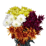 Assorted Colors Cushion Pom Poms – Fresh Cut Flower Stems