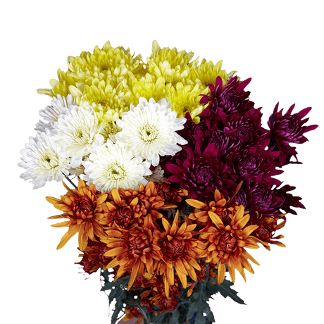 Assorted Colors Cushion Pom Poms – Fresh Cut Flower Stems
