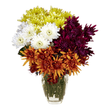 Assorted Colors Cushion Pom Poms – Fresh Cut Flower Stems