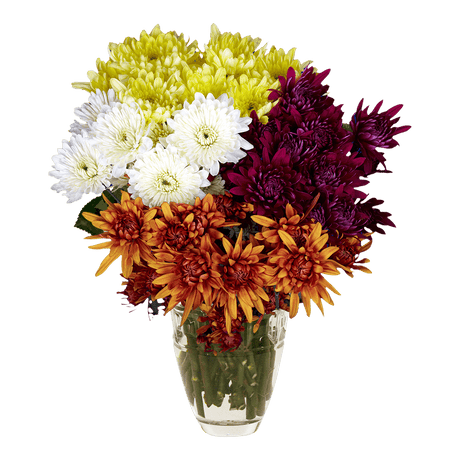 Assorted Colors Cushion Pom Poms – Fresh Cut Flower Stems