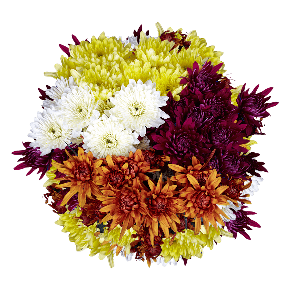 Assorted Colors Cushion Pom Poms – Fresh Cut Flower Stems