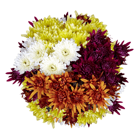 Assorted Colors Cushion Pom Poms – Fresh Cut Flower Stems