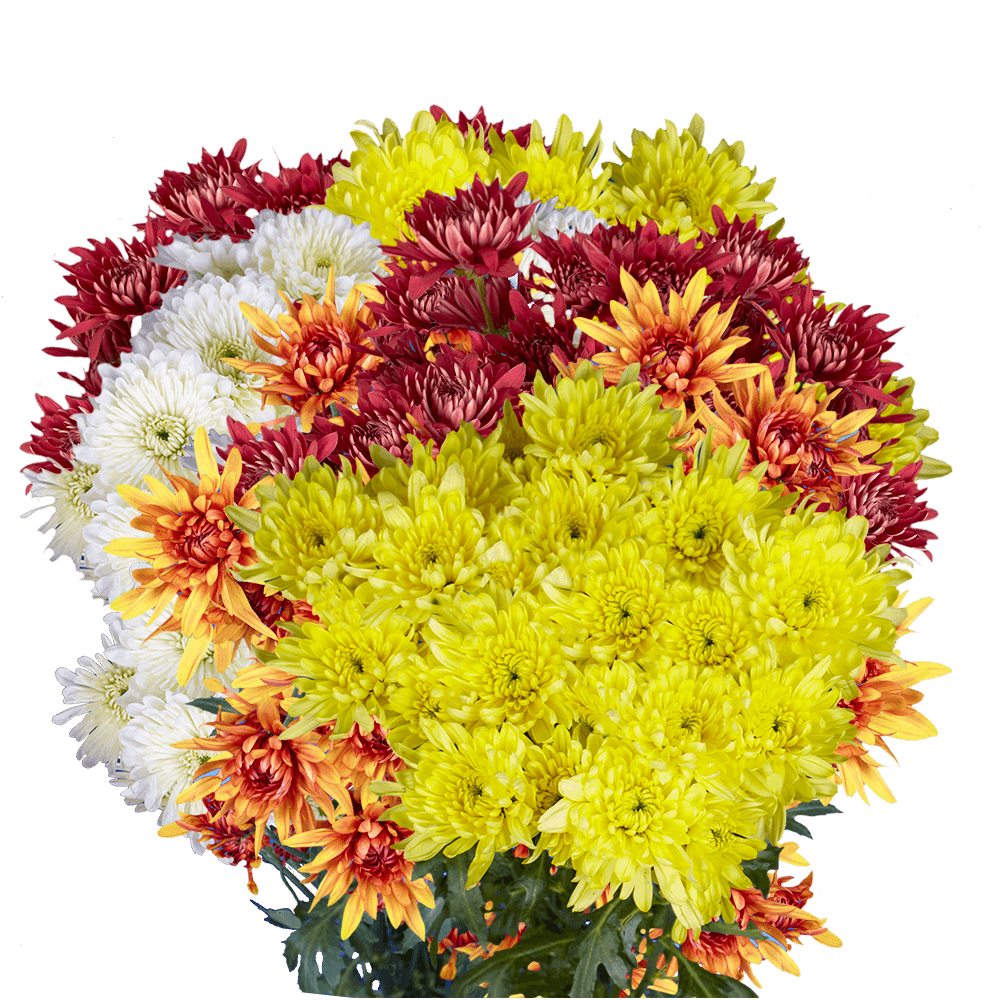Assorted Colors Cushion Pom Poms – Fresh Cut Flower Stems
