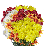 Assorted Colors Cushion Pom Poms – Fresh Cut Flower Stems