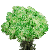 Green Carnations – Fresh Flower Bouquets