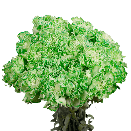 Green Carnations – Fresh Flower Bouquets