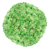 Green Carnations – Fresh Flower Bouquets