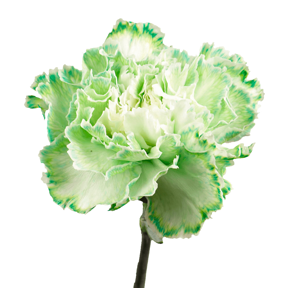 Green Carnations – Fresh Flower Bouquets