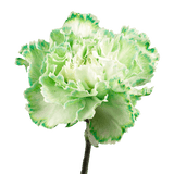 Green Carnations – Fresh Flower Bouquets