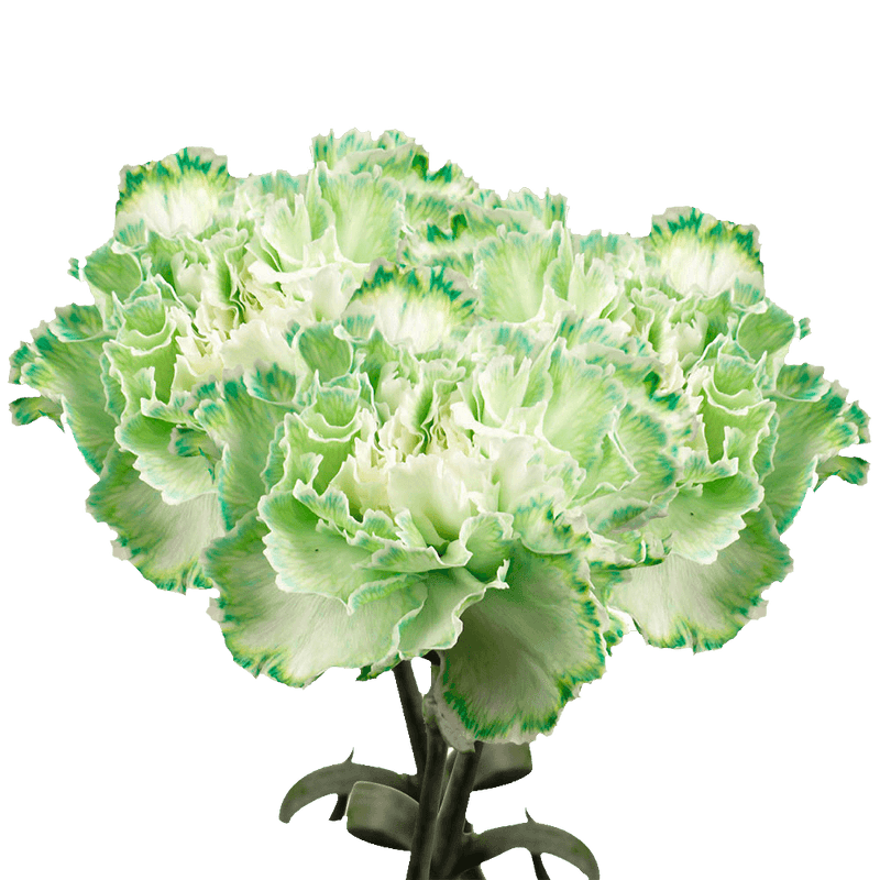 Green Carnations – Fresh Flower Bouquets