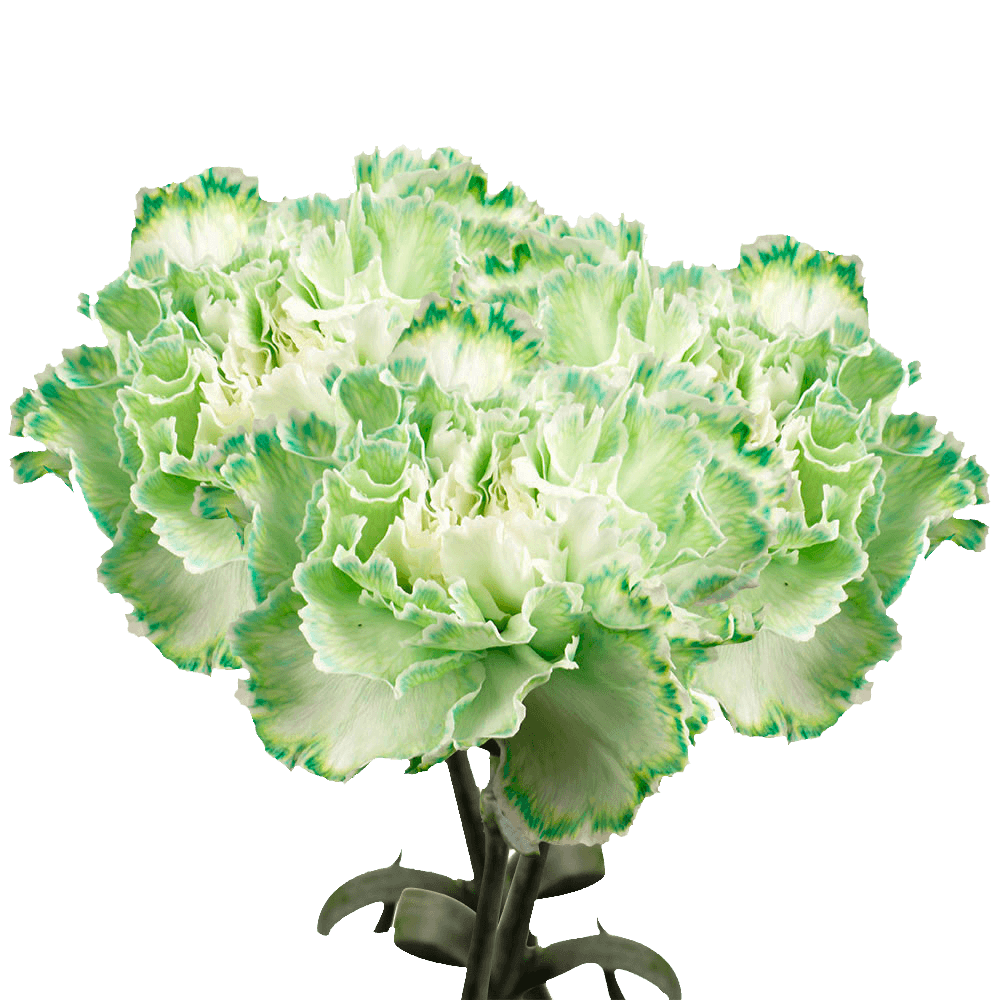 Green Carnations – Fresh Flower Bouquets