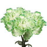 Green Carnations – Fresh Flower Bouquets