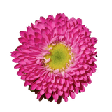 Hot Pink Aster Matsumoto Flowers Fresh Cut Wholesale Daisy Blooms Bulk Stems