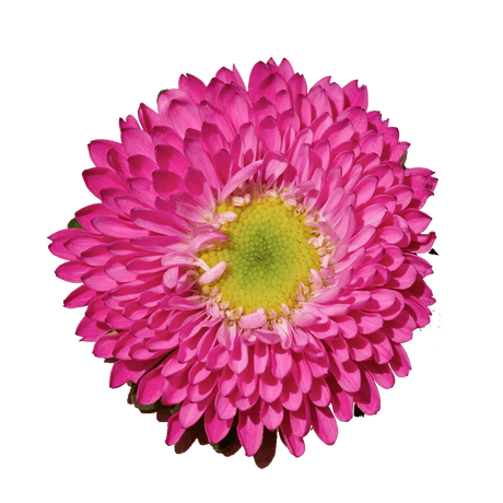 Hot Pink Aster Matsumoto Flowers Fresh Cut Wholesale Daisy Blooms Bulk Stems