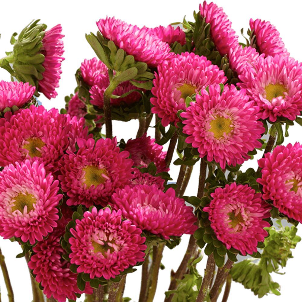 Hot Pink Aster Matsumoto Flowers Fresh Cut Wholesale Daisy Blooms Bulk Stems