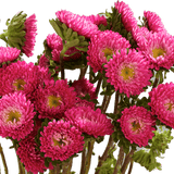 Hot Pink Aster Matsumoto Flowers Fresh Cut Wholesale Daisy Blooms Bulk Stems