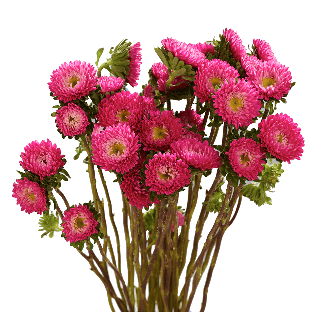 Hot Pink Aster Matsumoto Flowers Fresh Cut Wholesale Daisy Blooms Bulk Stems