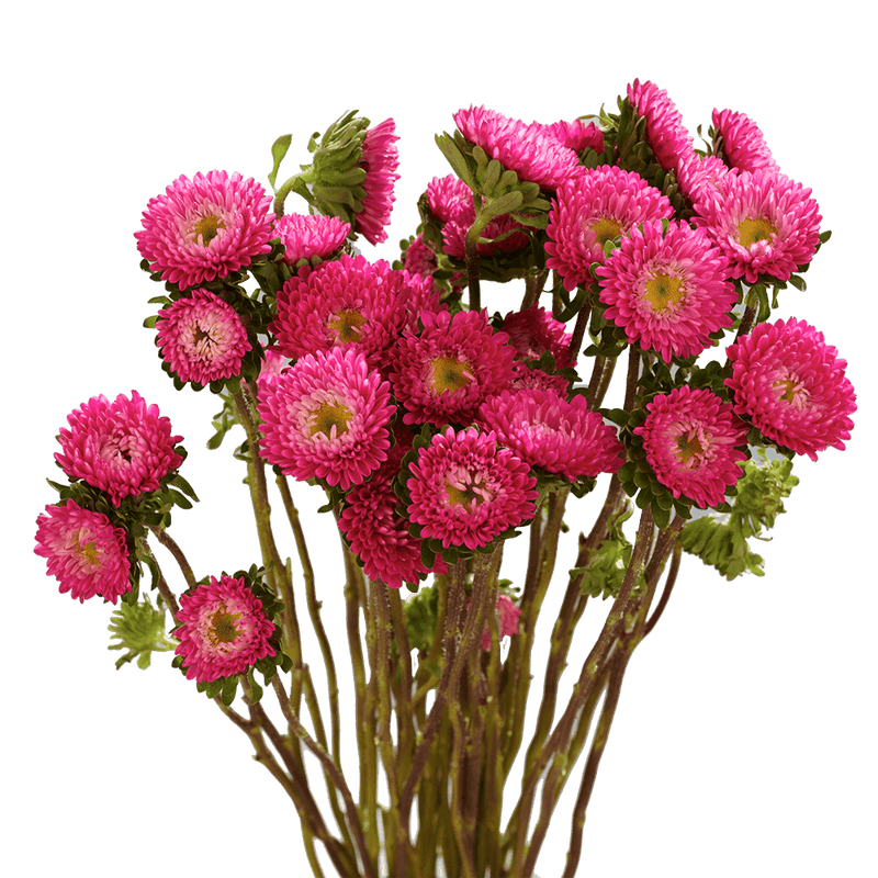 Hot Pink Aster Matsumoto Flowers Fresh Cut Wholesale Daisy Blooms