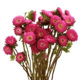 Hot Pink Aster Matsumoto Flowers Fresh Cut Wholesale Daisy Blooms
