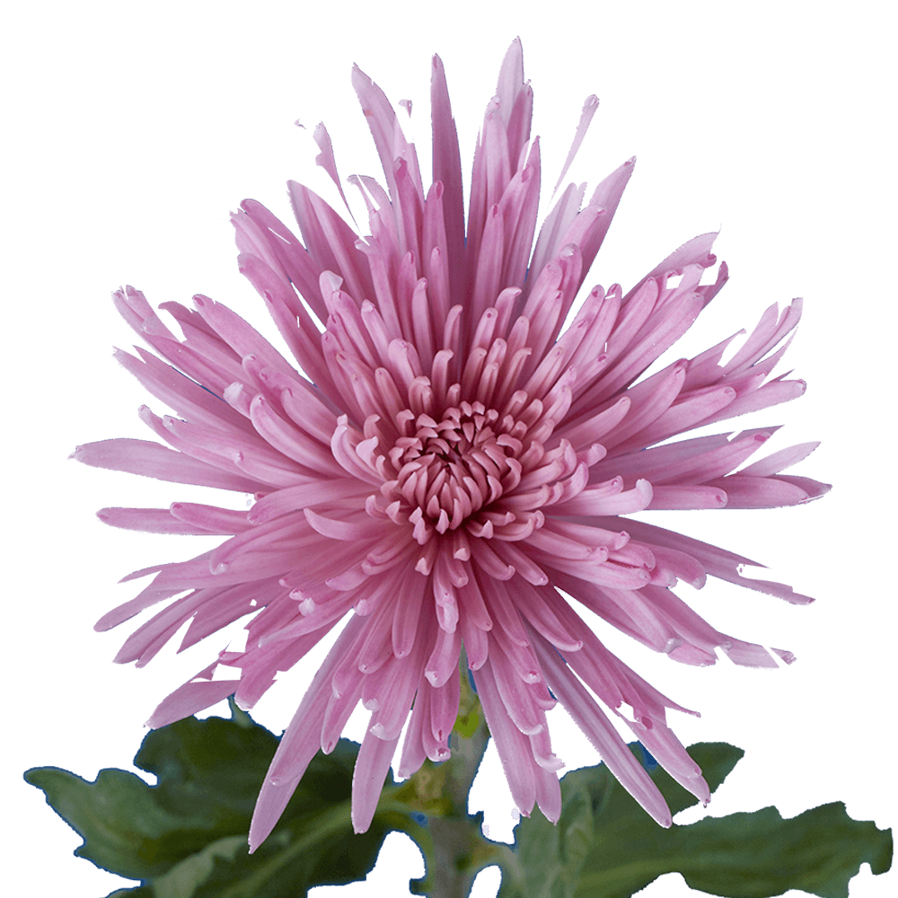 Lavender Fuji Spider Mums Bunches – Fresh Cut Flowers