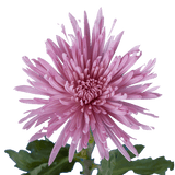Lavender Fuji Spider Mums Bunches – Fresh Cut Flowers