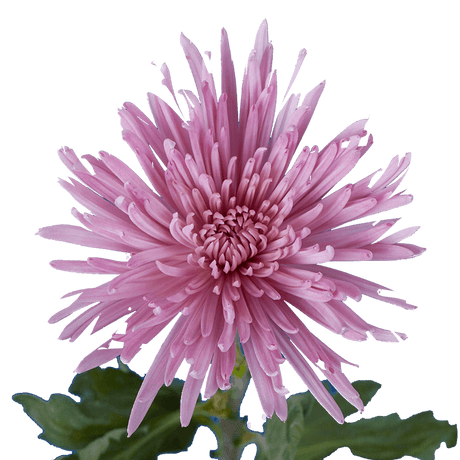 Lavender Fuji Spider Mums Bunches – Fresh Cut Flowers