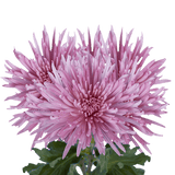 Lavender Fuji Spider Mums Bunches – Fresh Cut Flowers