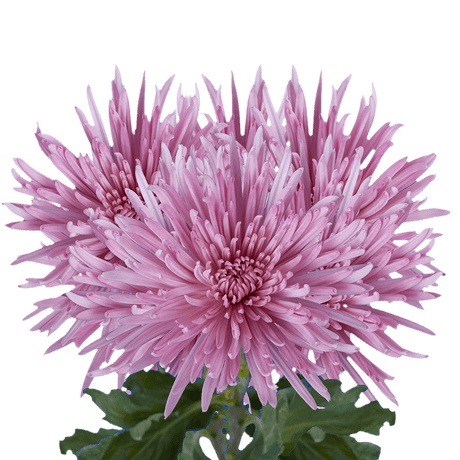 Lavender Fuji Spider Mums Bunches – Fresh Cut Flowers